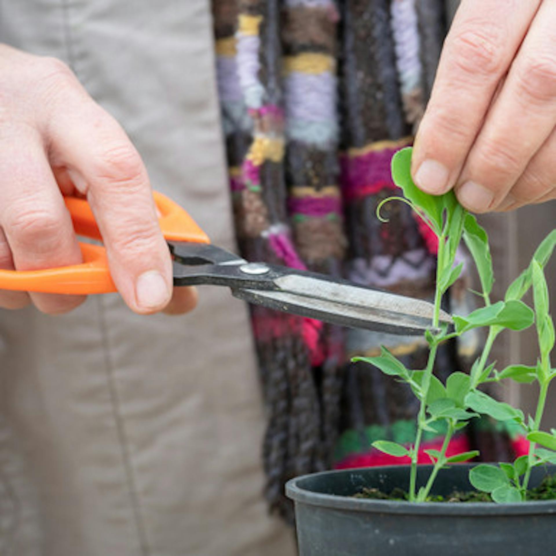 Florist's Scissors