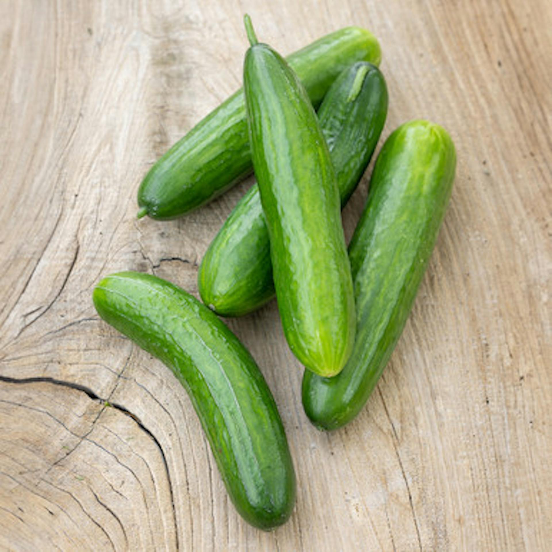 Cucumber 'Baby Rocky' F1 (Grafted)