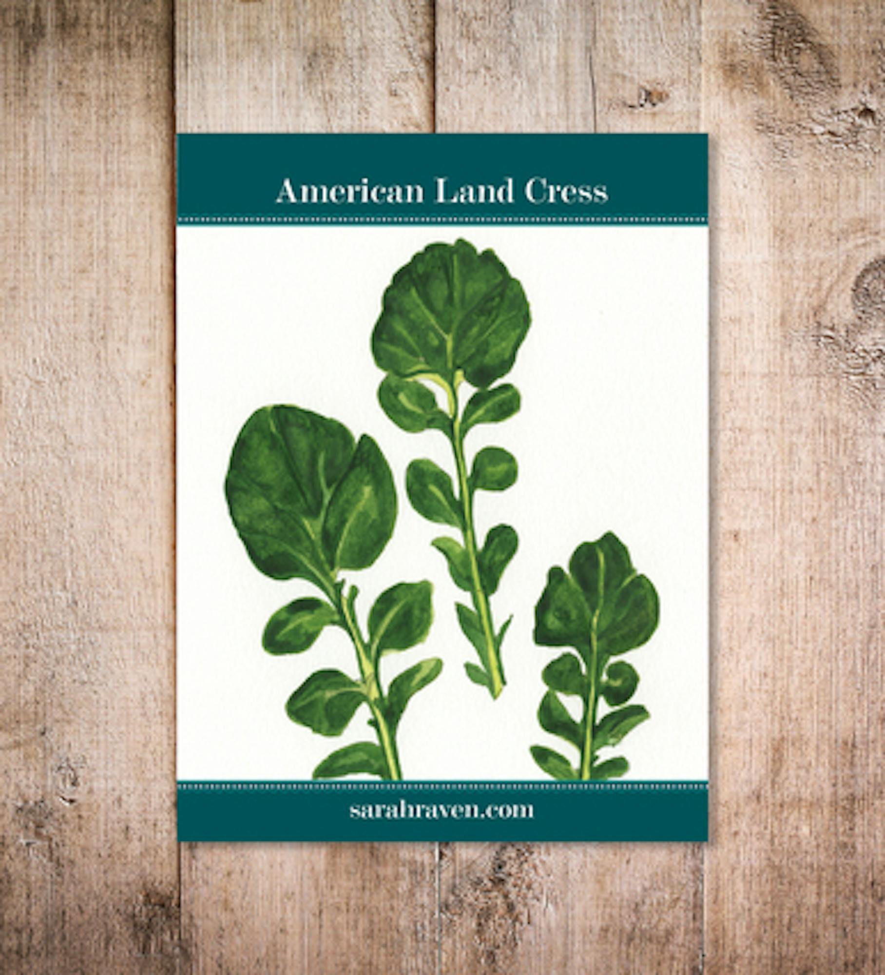 American Land Cress