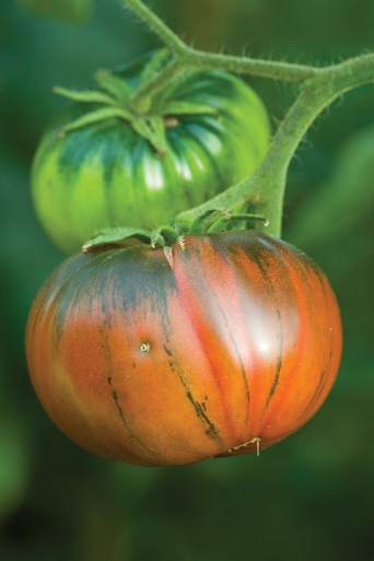 Tomato 'Noire de Crim&eacute;e' 
