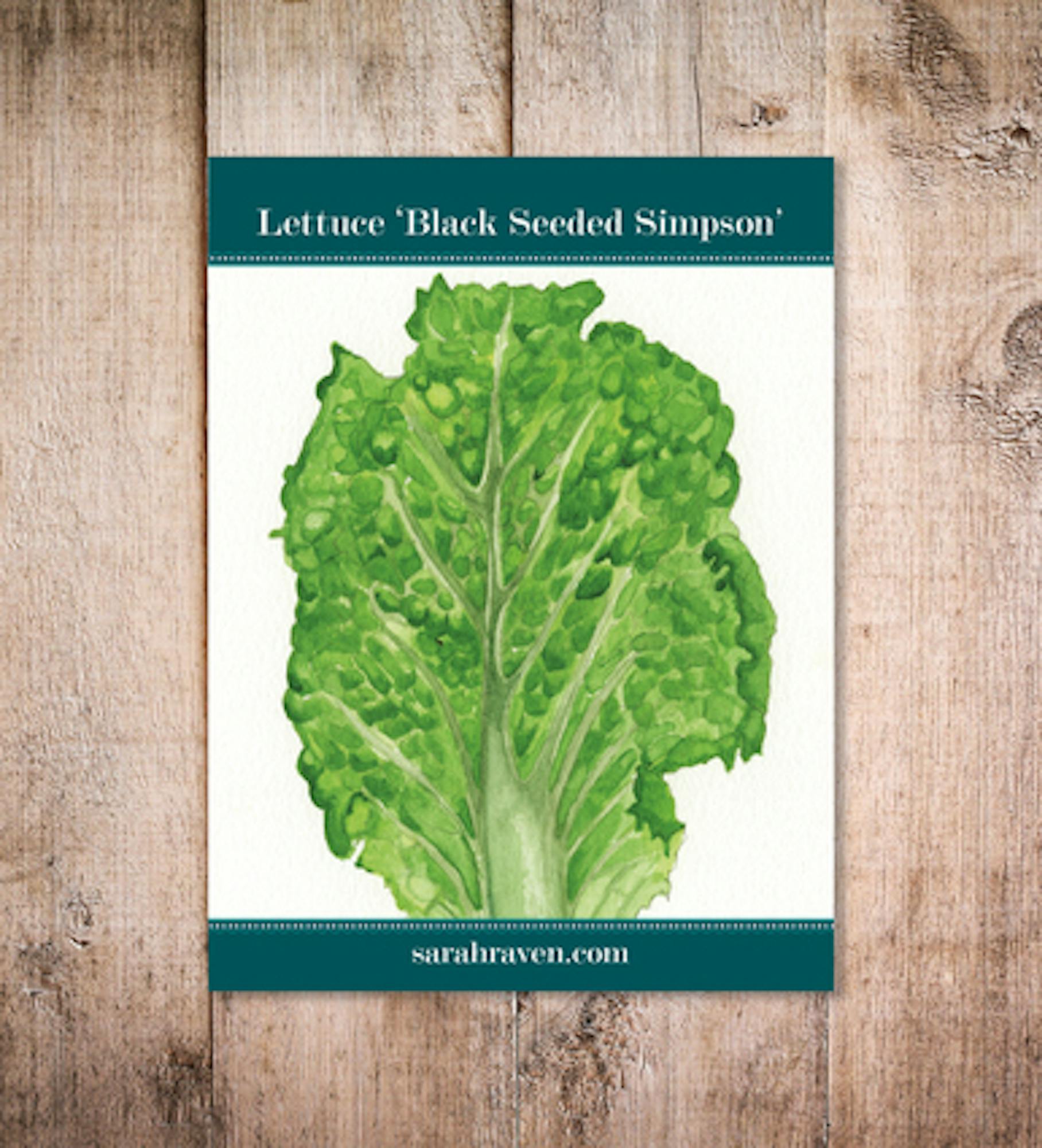 Lettuce 'Black Seeded Simpson'