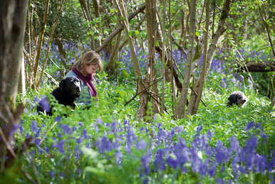 Bluebells (Hyacinthoides non scripta)