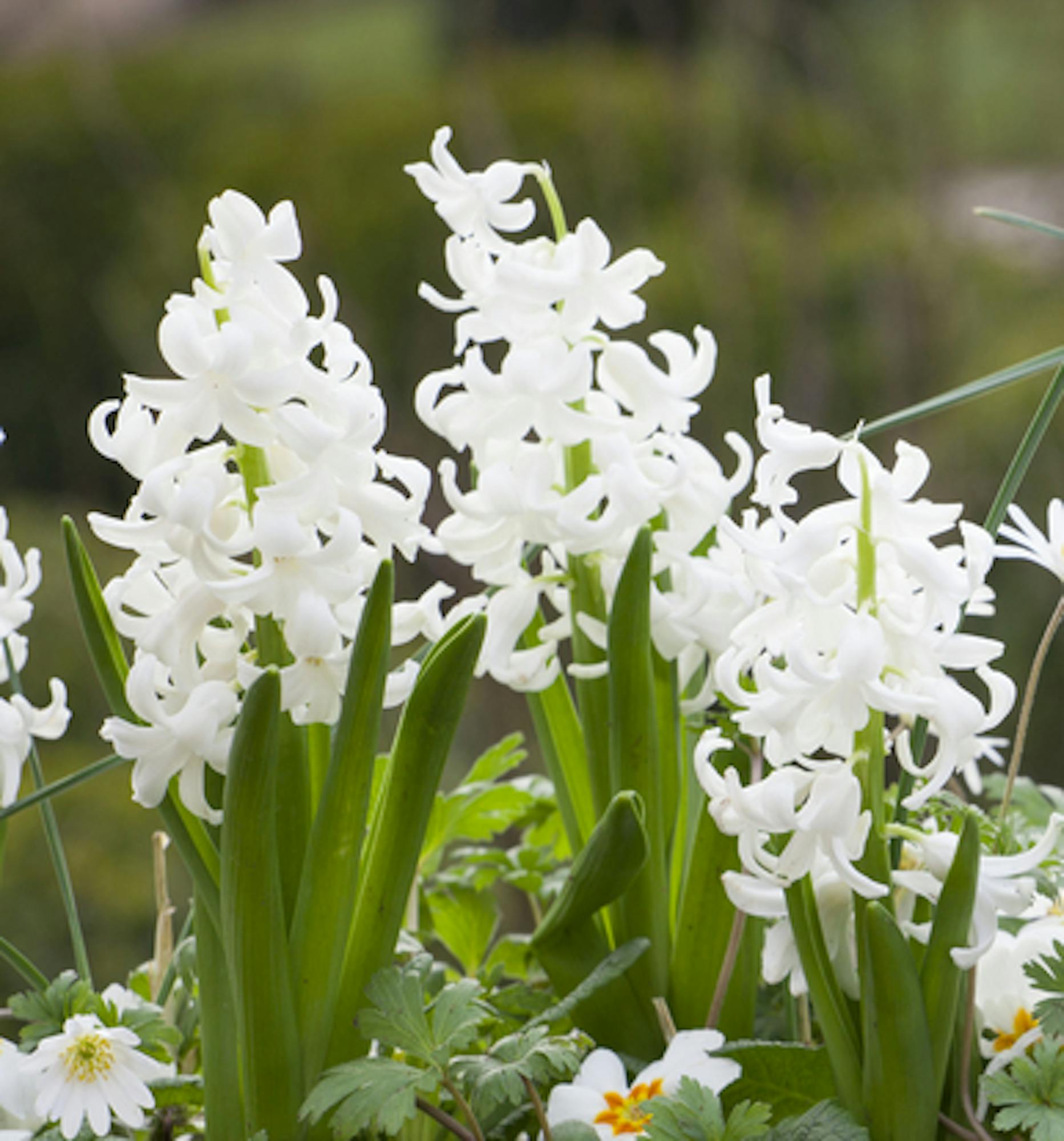 Hyacinthus orientalis 'White Pearl'