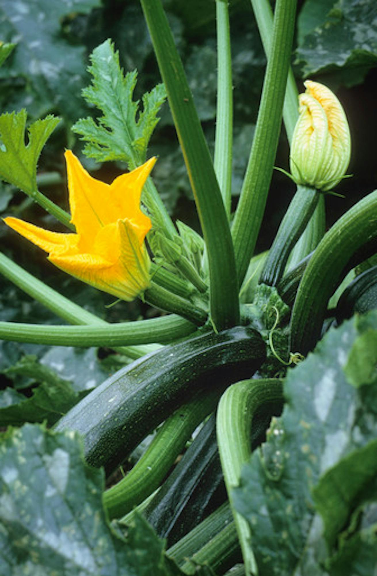 Courgette 'Defender' F1