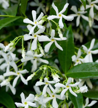 Trachelospermum jasminoides
