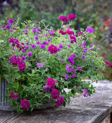 Image of Verbena Acanthus mollis companion plant