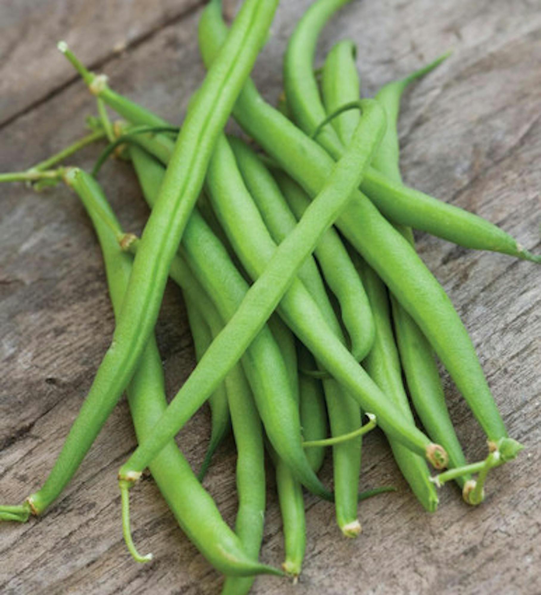 Dwarf French Bean 'Maxi'