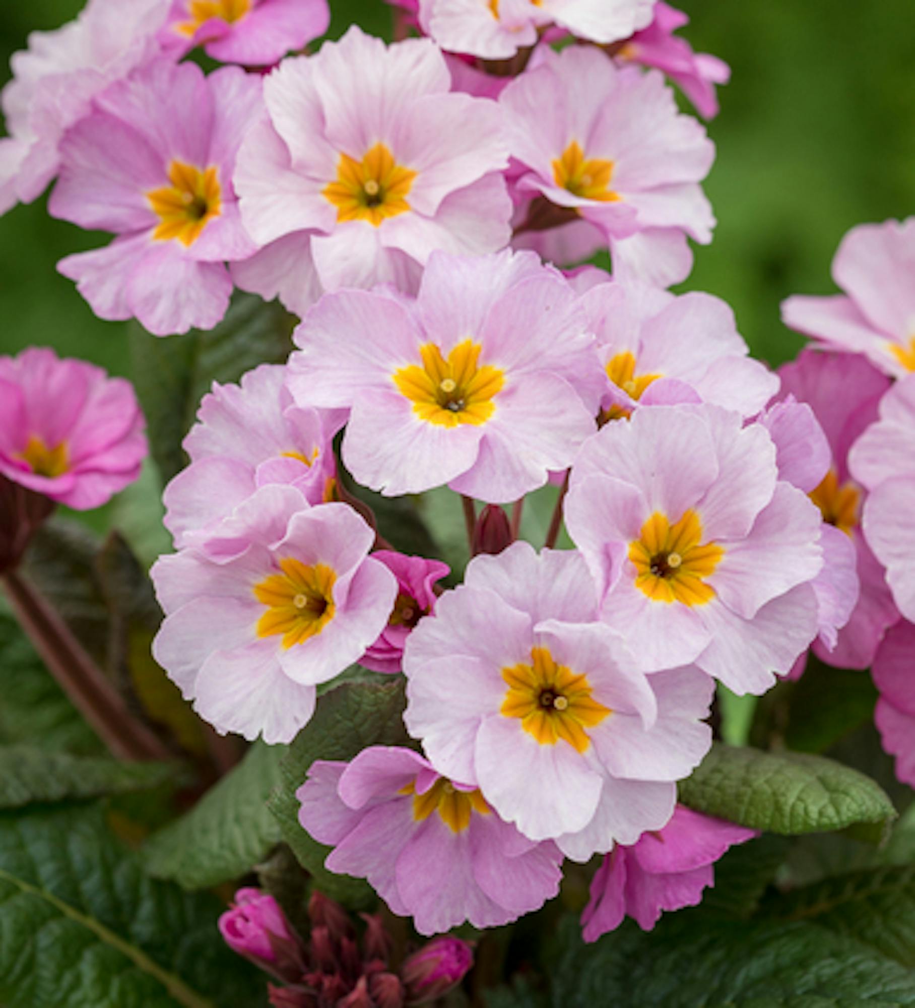 Polyanthus 'Stella Pink Champagne' F1