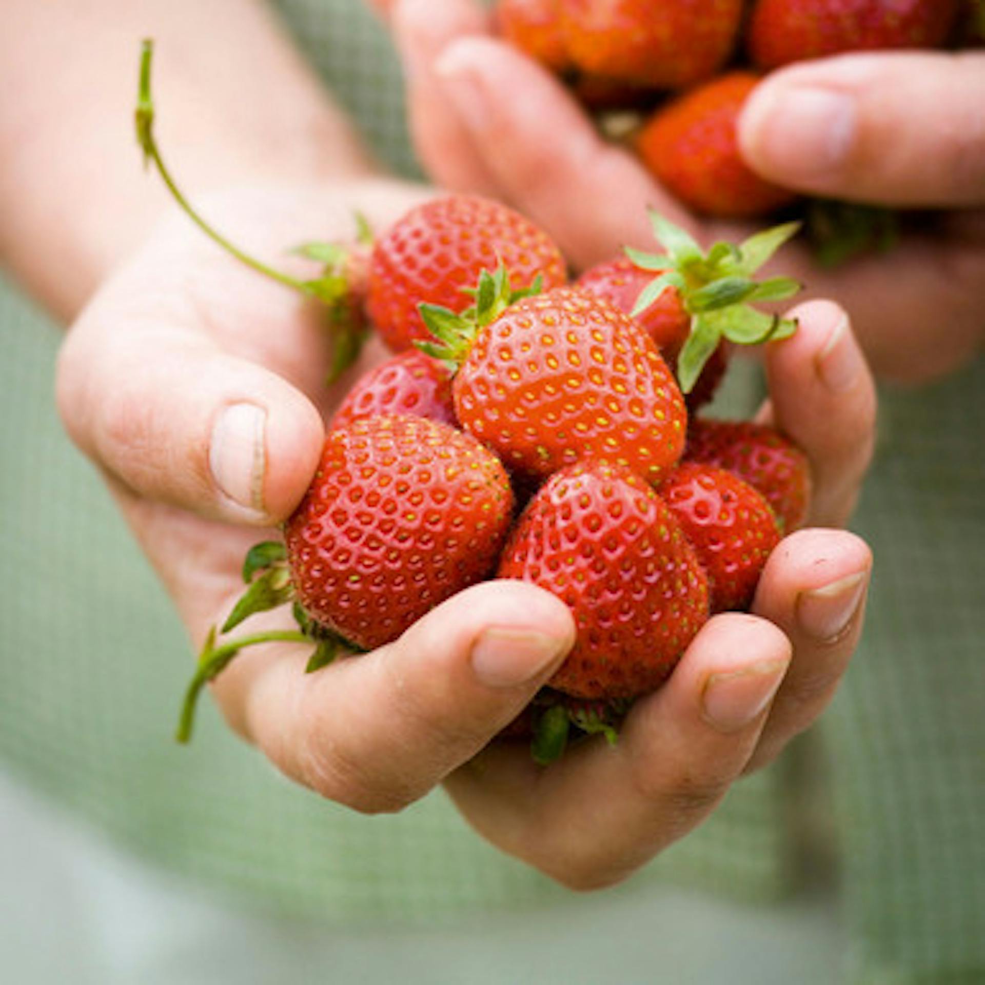 Strawberry 'Florence'