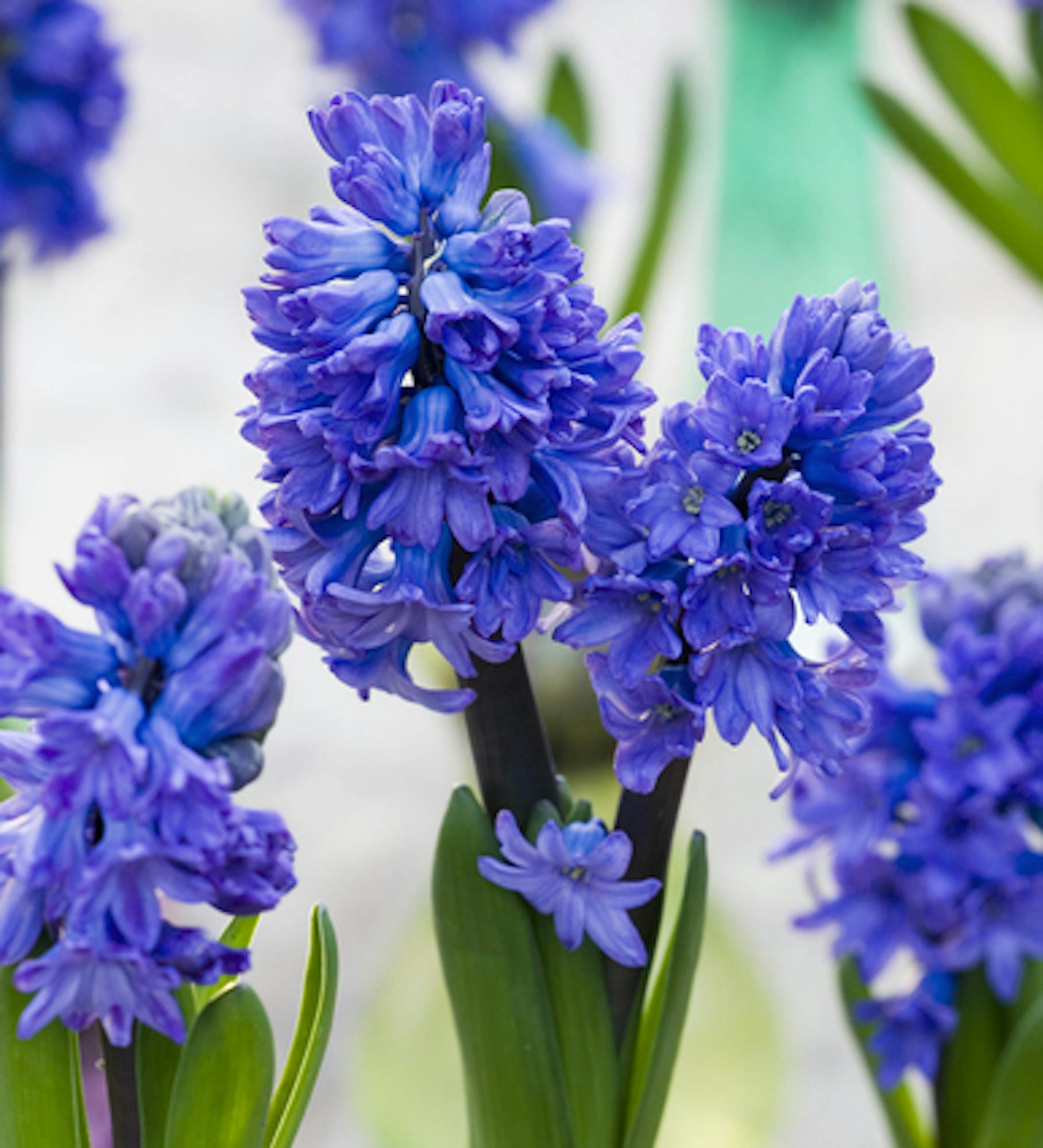 Hyacinthus orientalis 'Peter Stuyvesant'