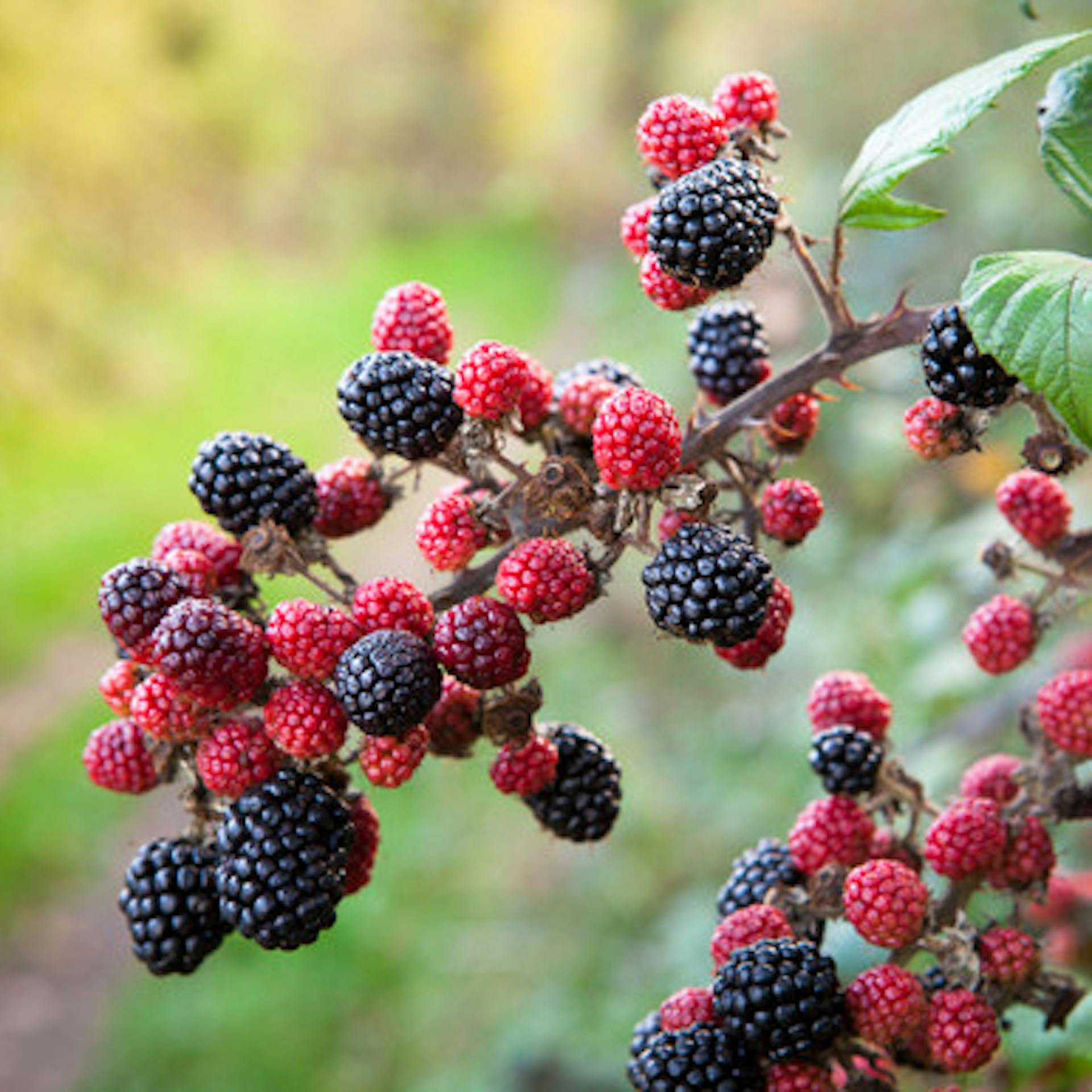 Blackberry 'Loch Ness'