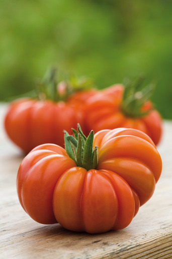 Tomato 'Costoluto Fiorentino'