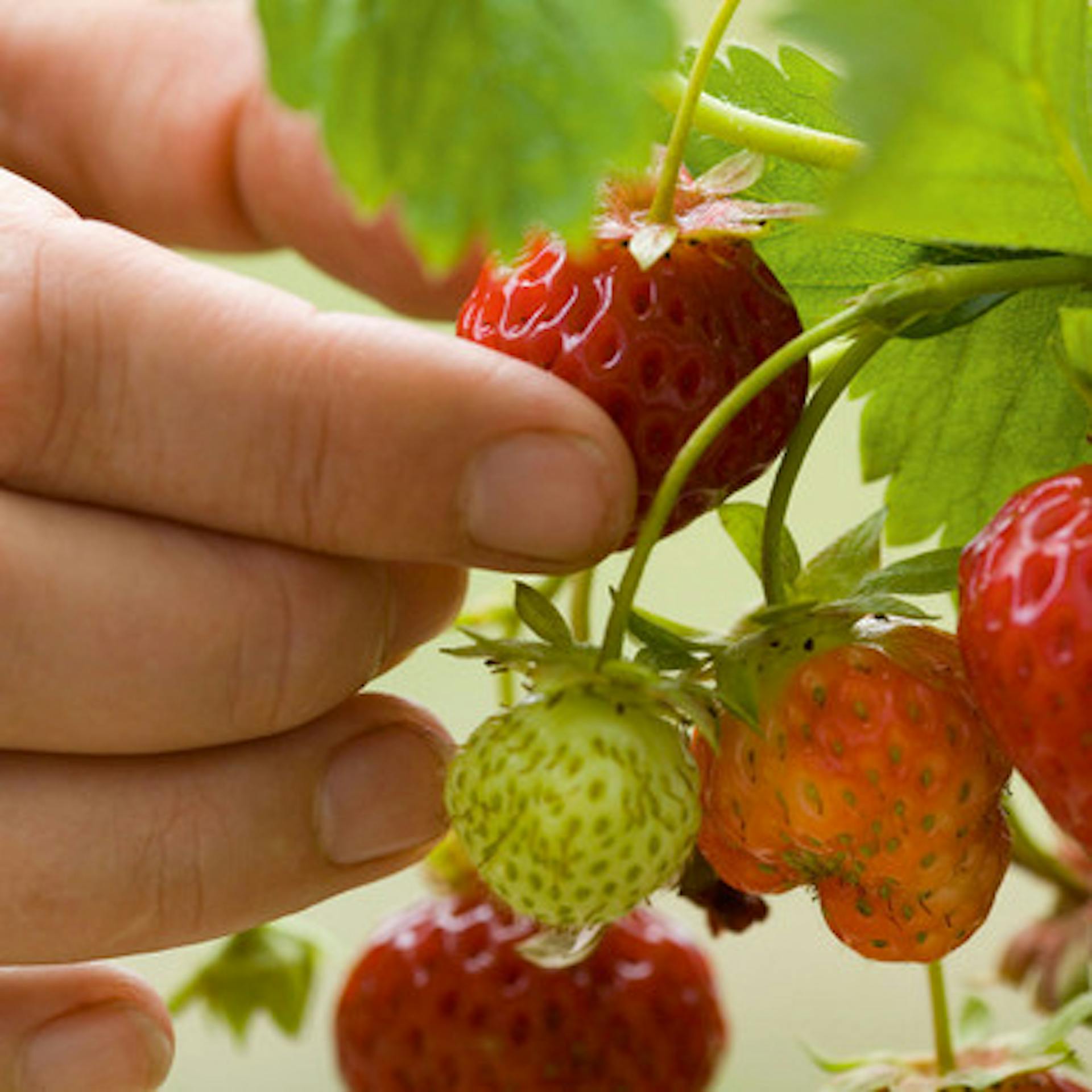 Strawberry 'Cambridge Favourite'