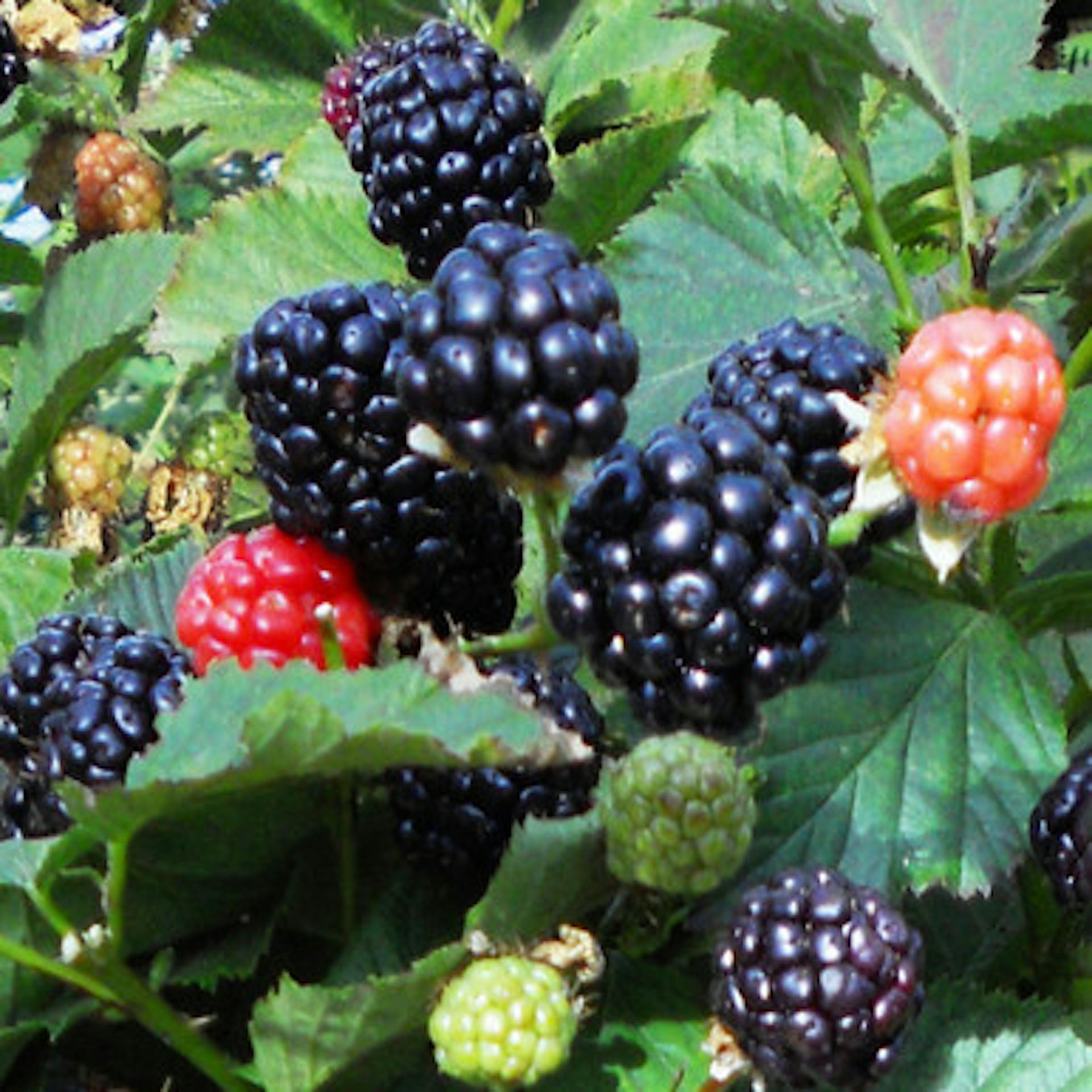 Blackberry 'Navaho'