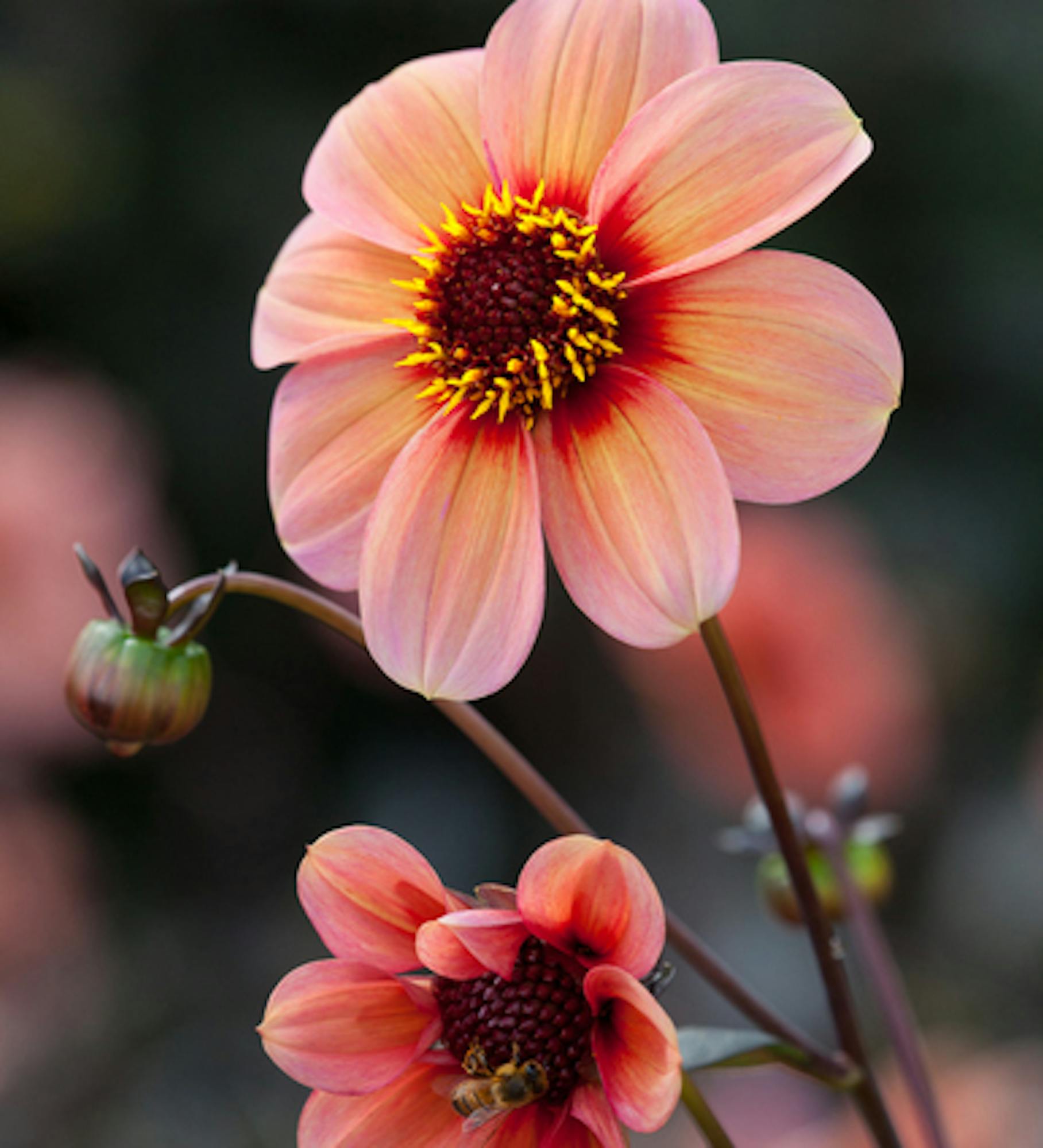 Dahlia 'Happy Single Kiss'