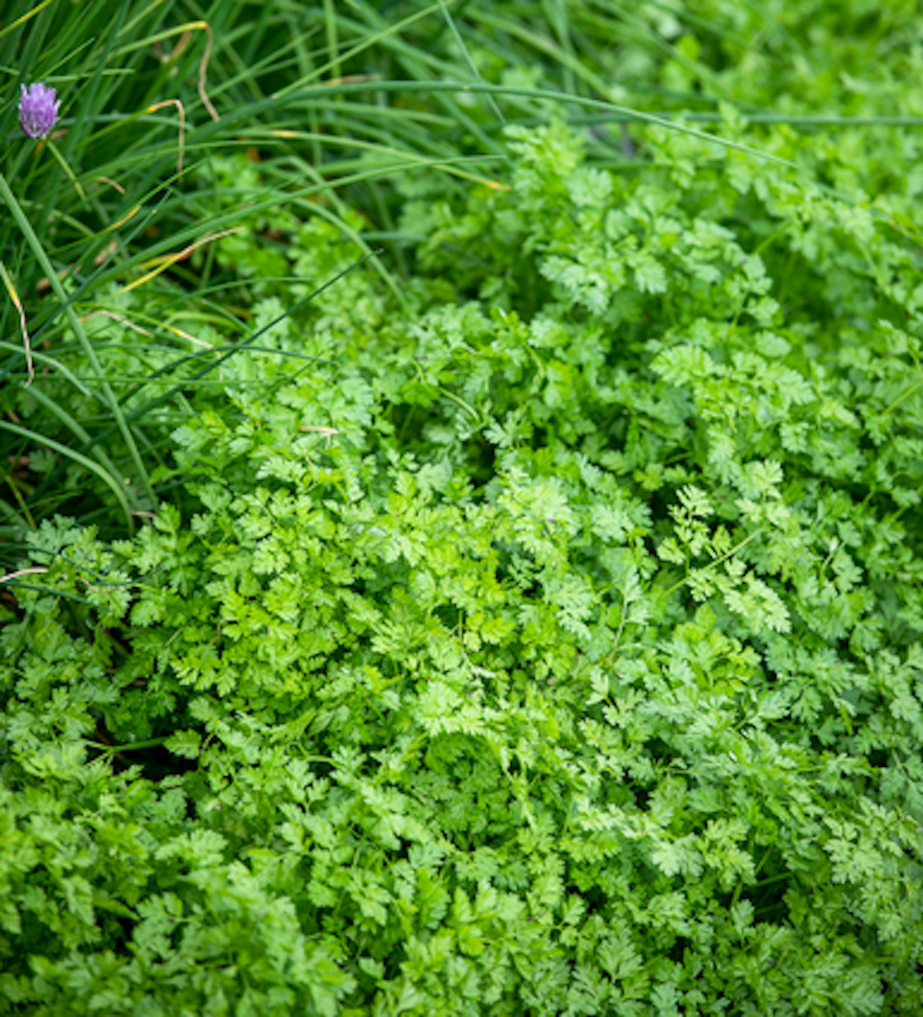 Chervil 'Vertissimo'