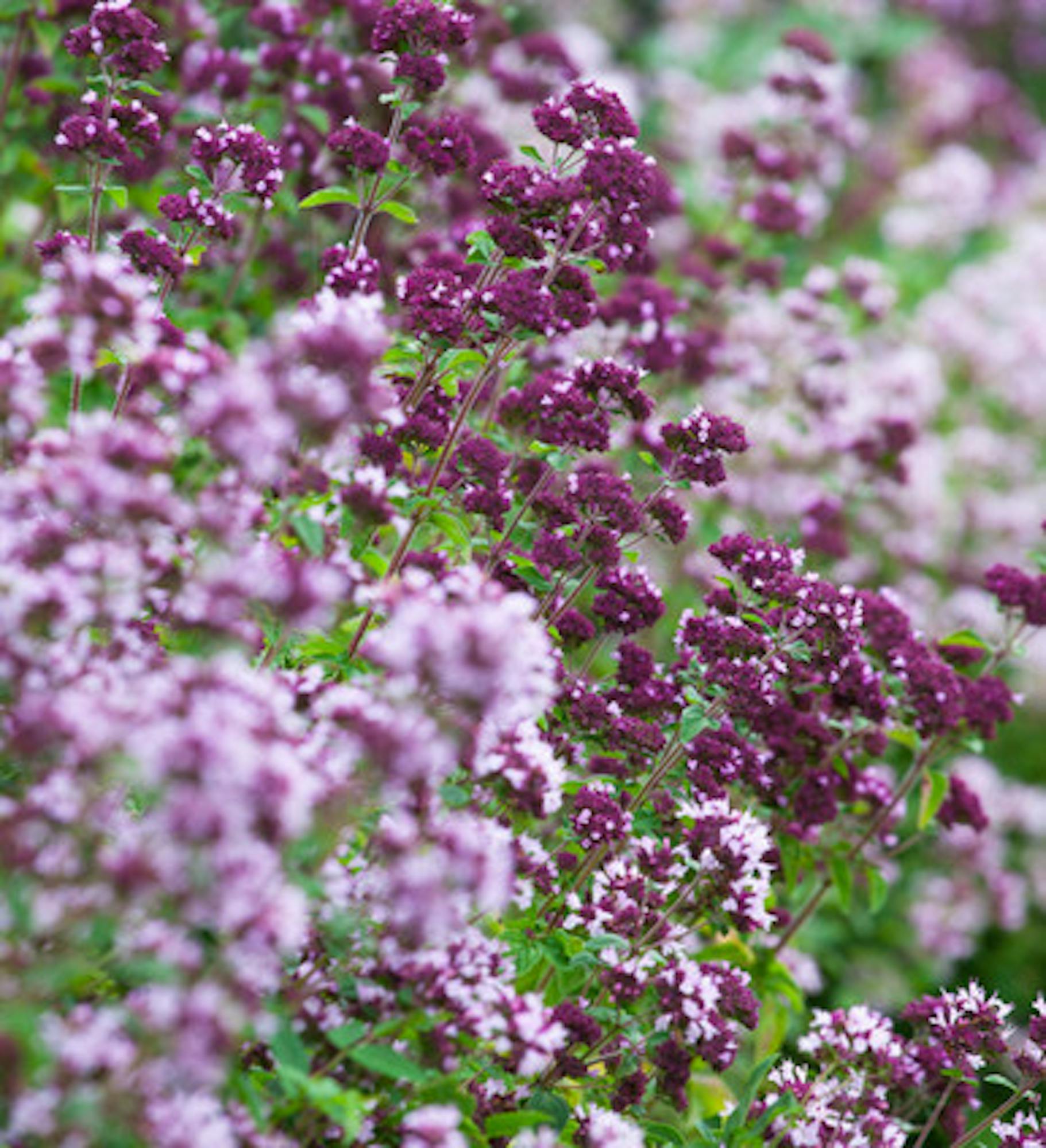 Wild Marjoram (Origanum vulgare)