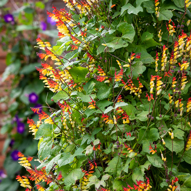 Ipomoea lobata (Spanish Flag)