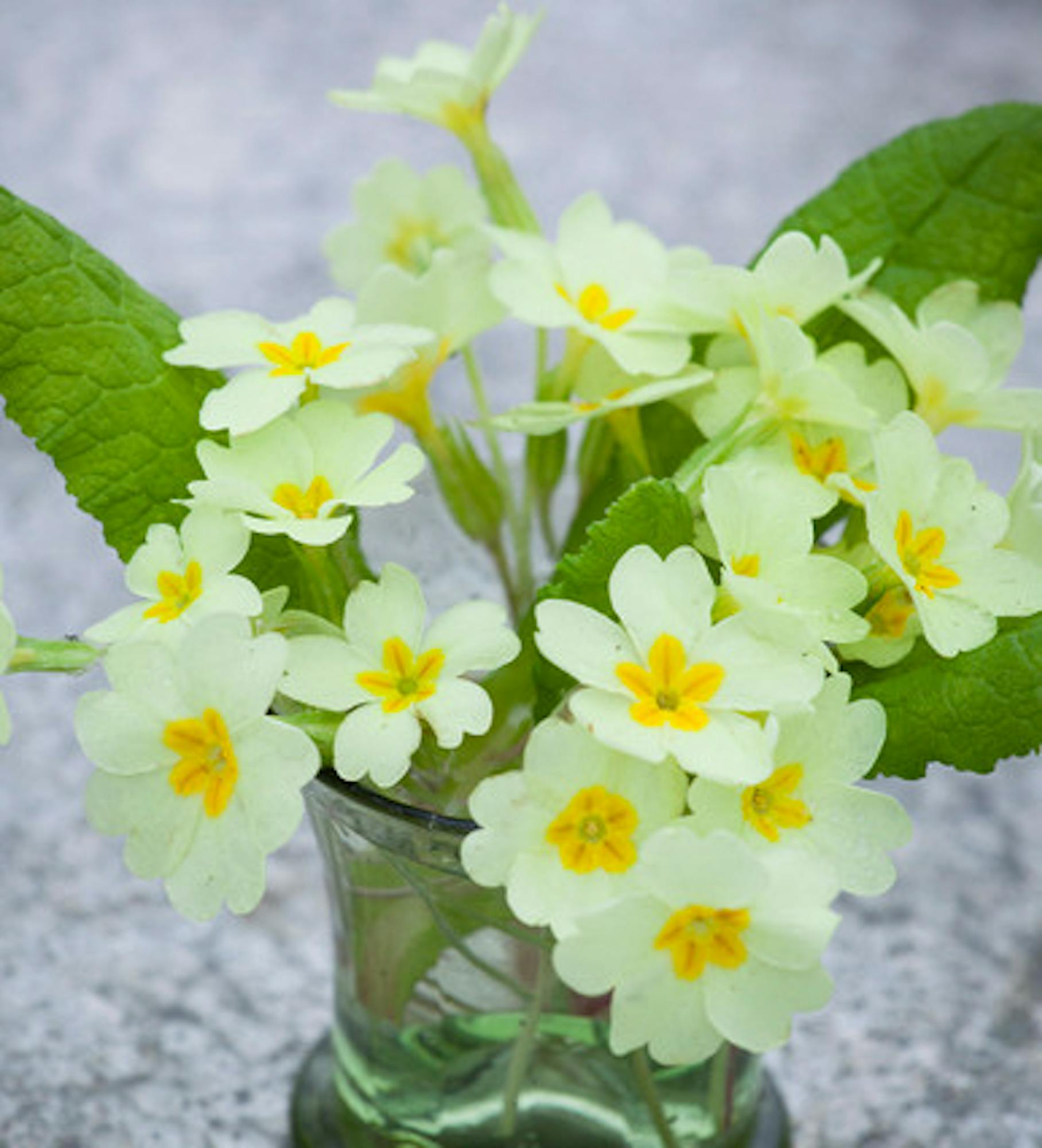 Primrose (Primula vulgaris)