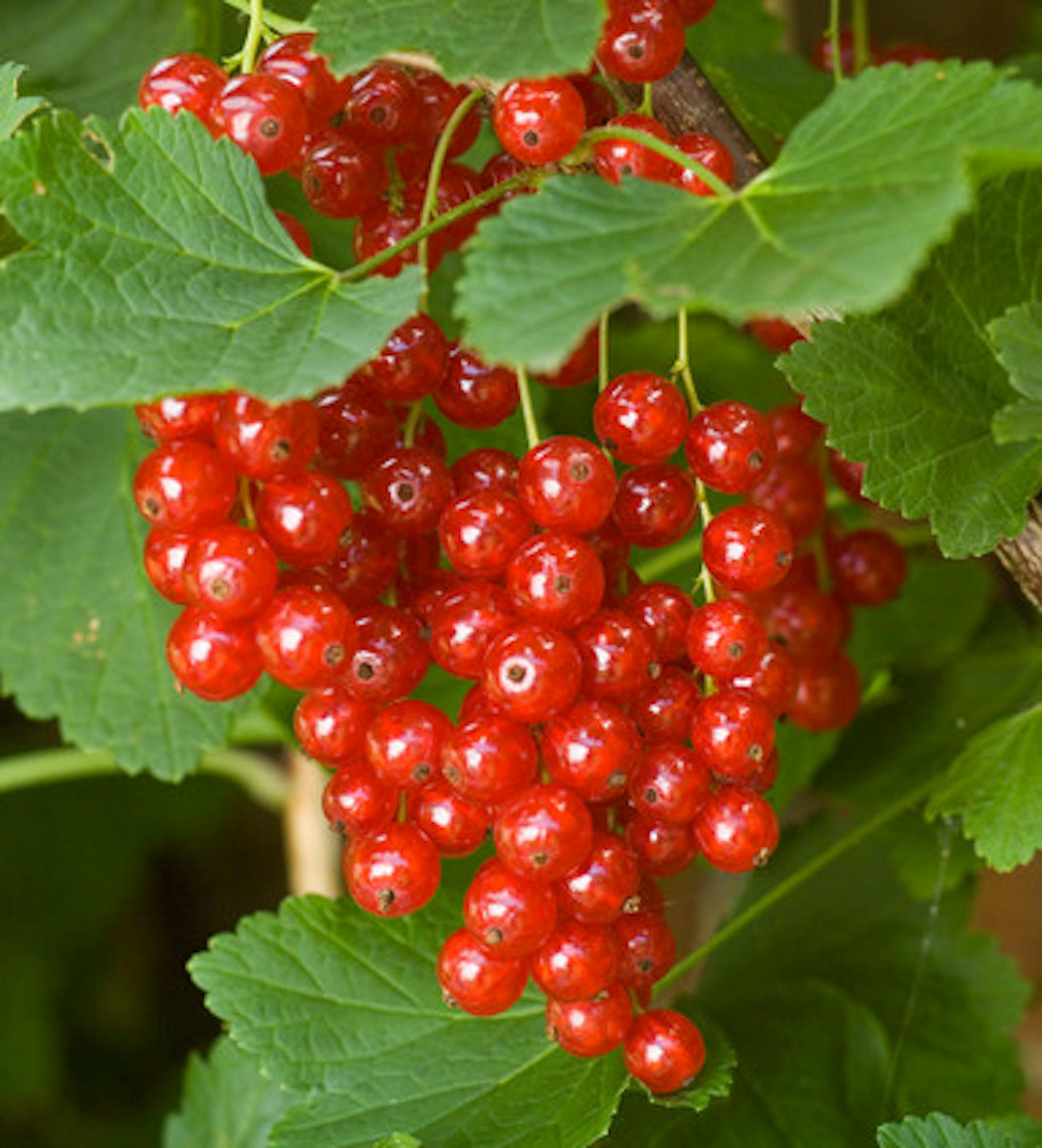 Redcurrant 'Junifer'