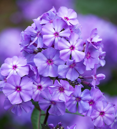 Phlox paniculata 'Blue Paradise'