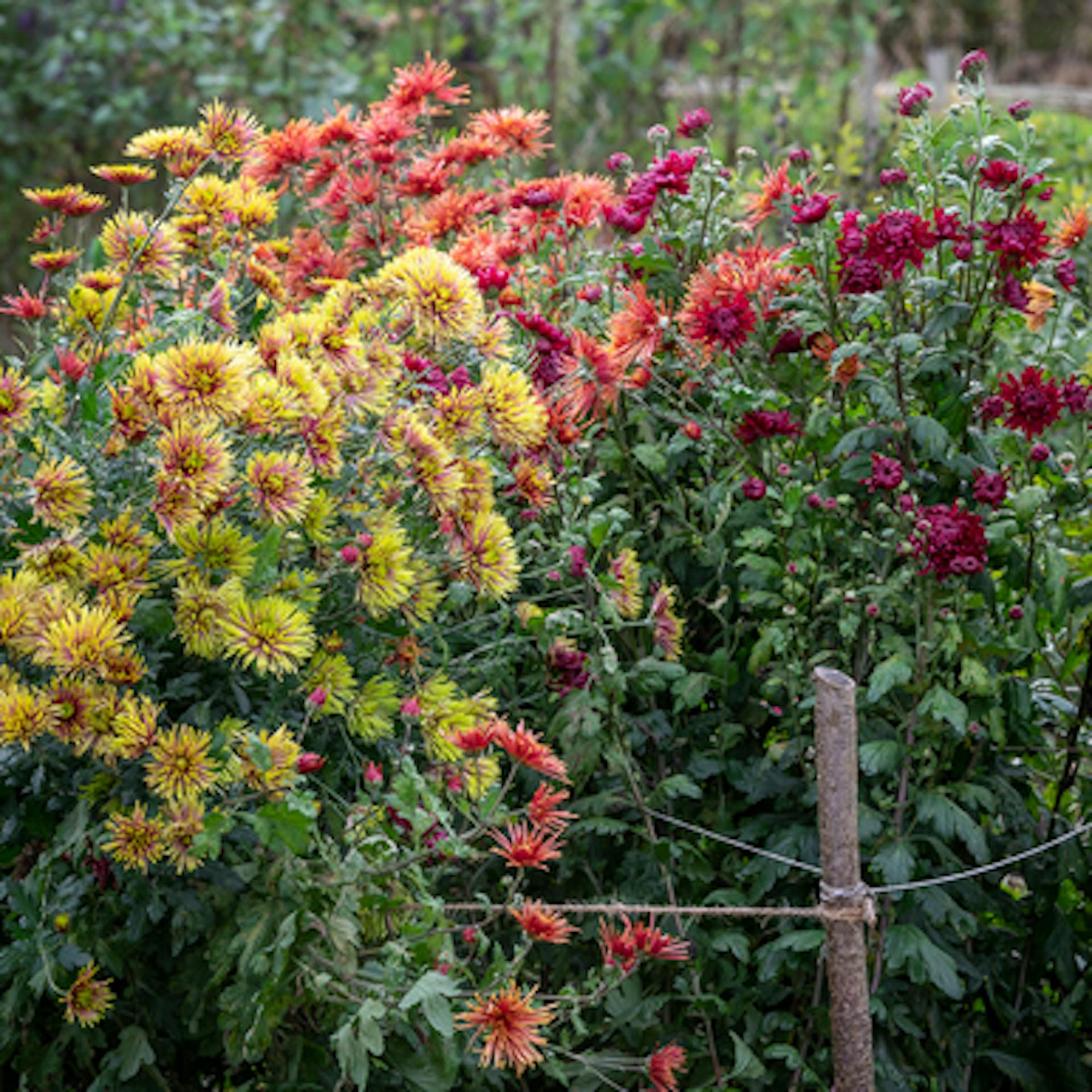 Autumn Stars Chrysanthemum Collection