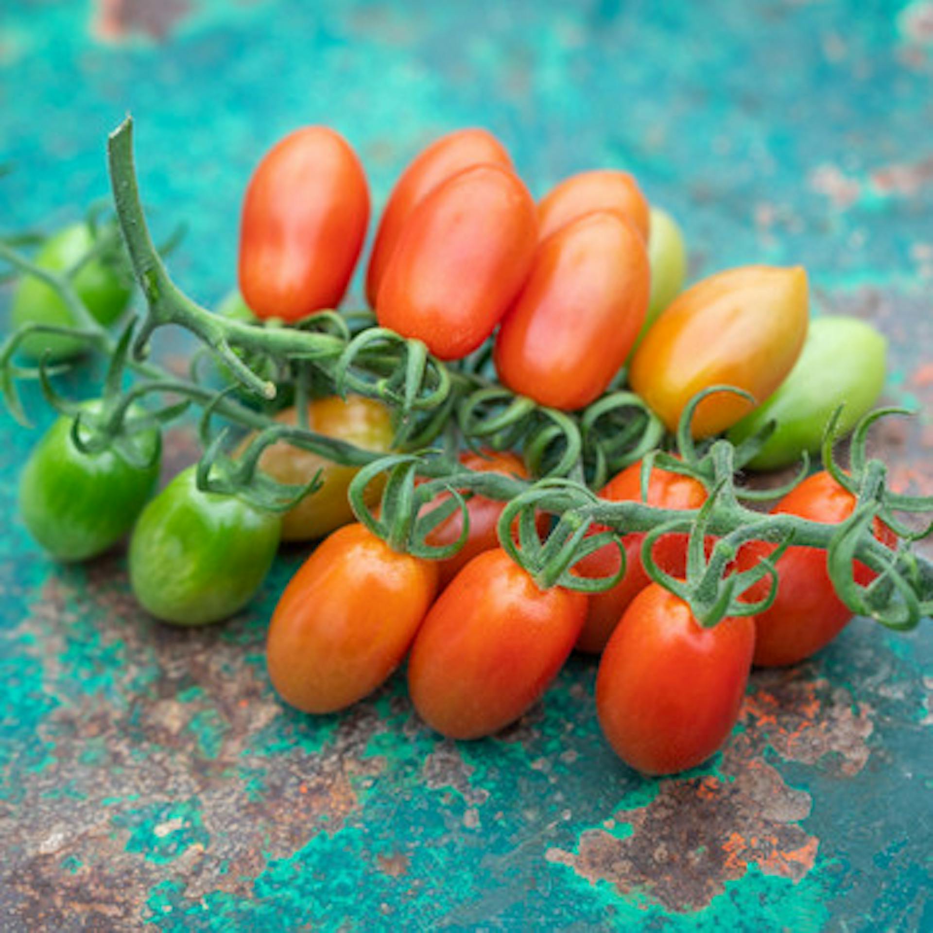 Tomato 'Trilly' F1 (Grafted)