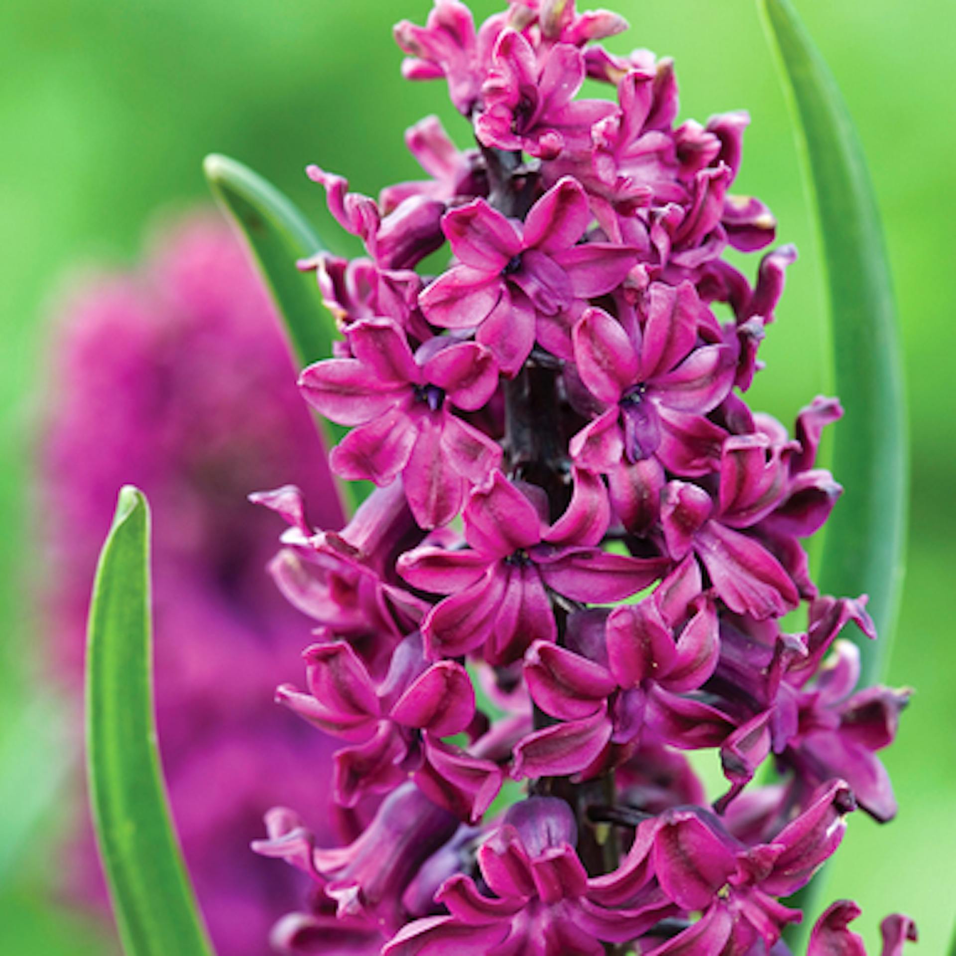 Hyacinthus orientalis 'Woodstock'