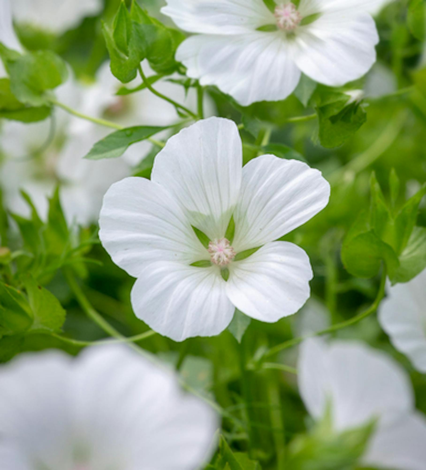 Malope trifida 'Alba'