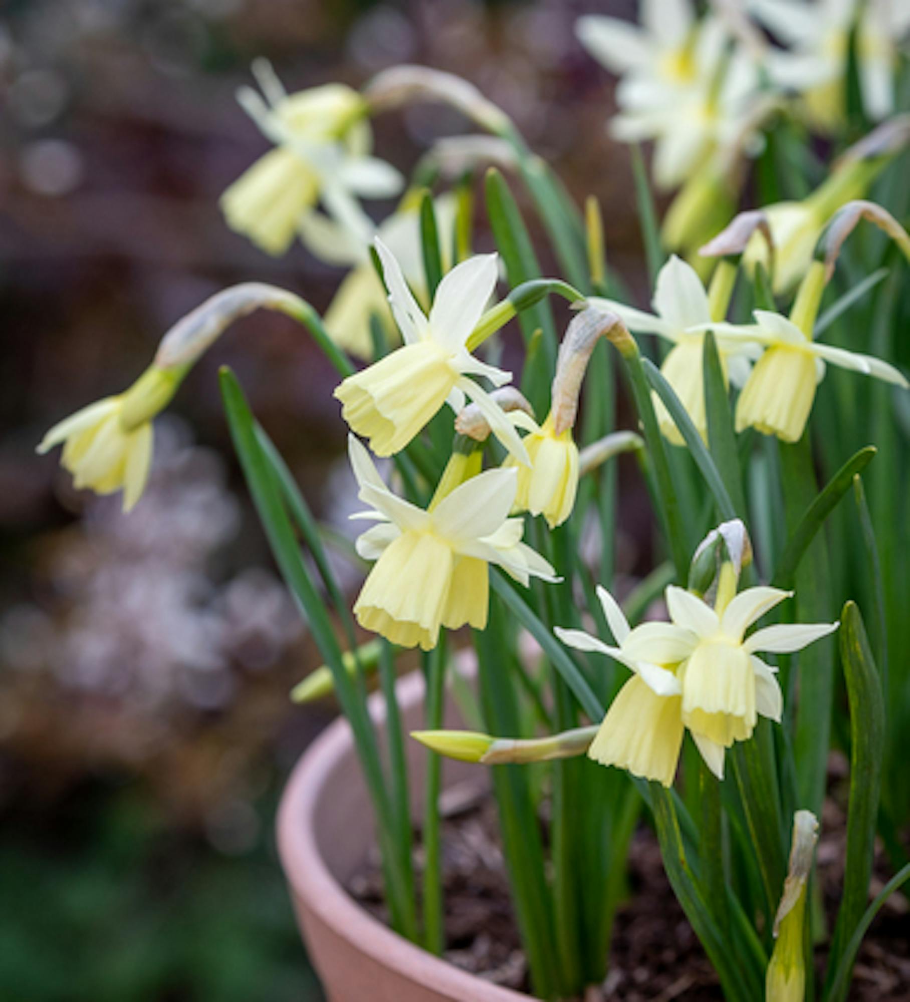 Narcissus 'Lemon Drops'