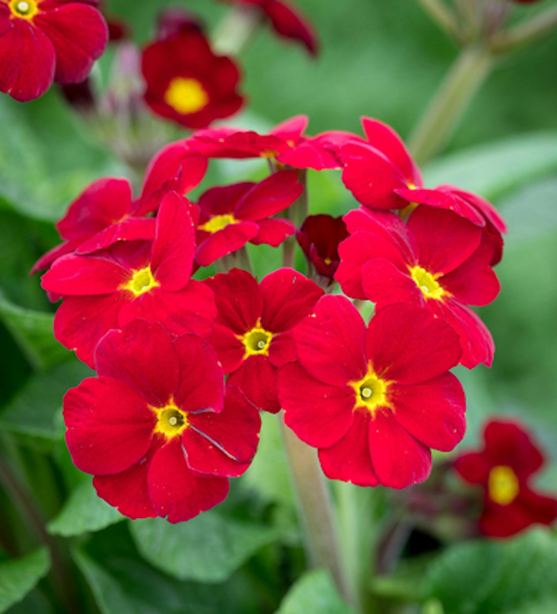 Polyanthus 'Stella Scarlet Pimpernel' F1