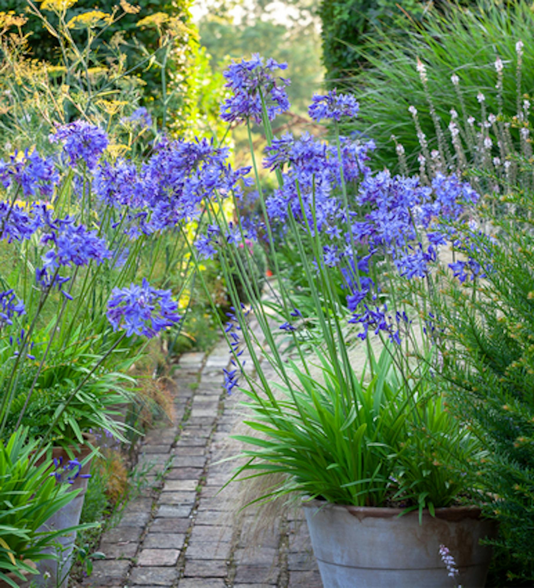 Agapanthus campanulatus 'Midnight Star'