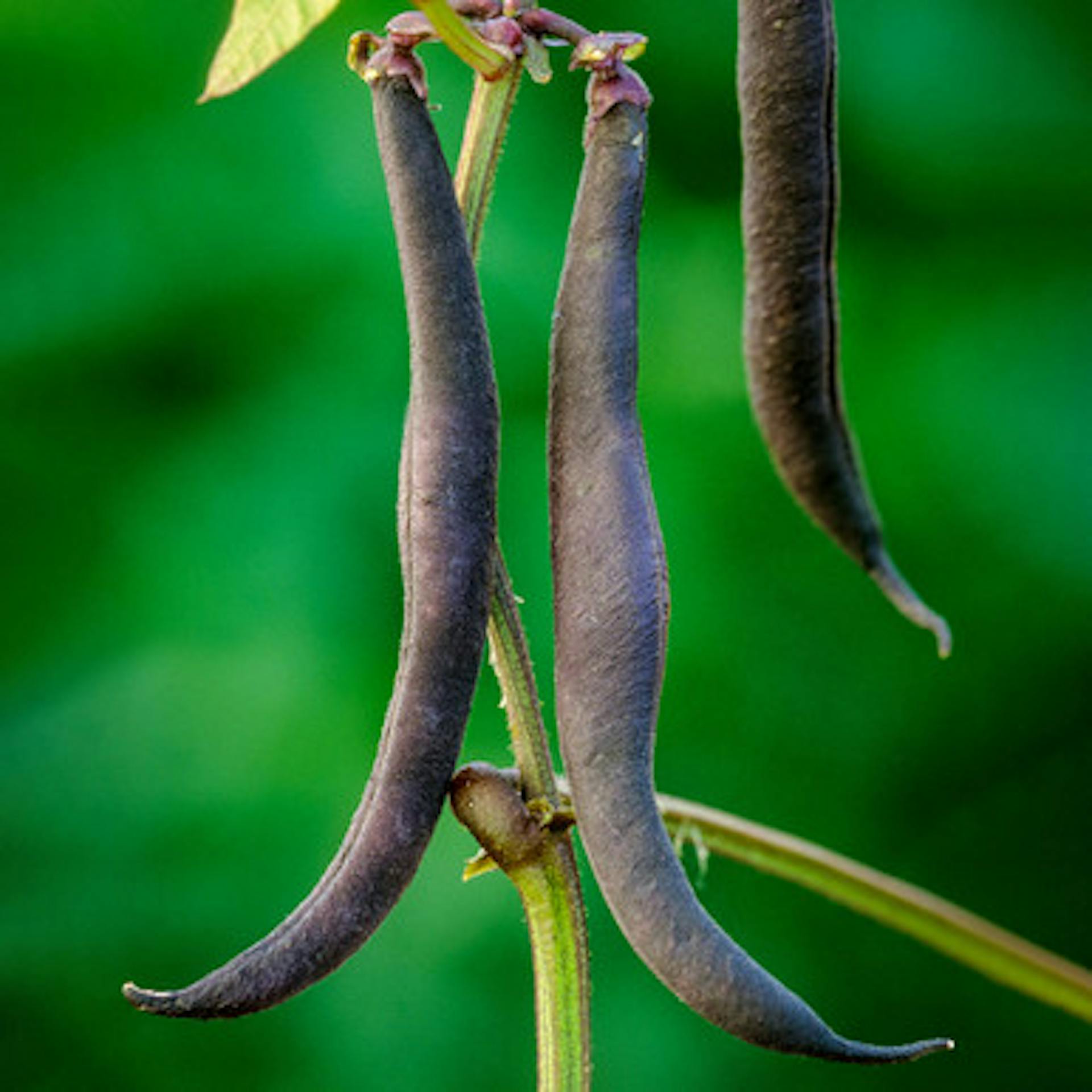 Dwarf French Bean 'Purple Teepee'