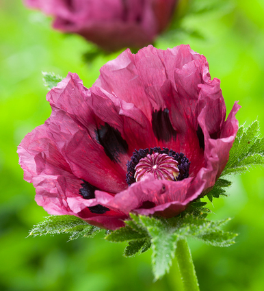 Papaver orientale 'Patty's Plum'