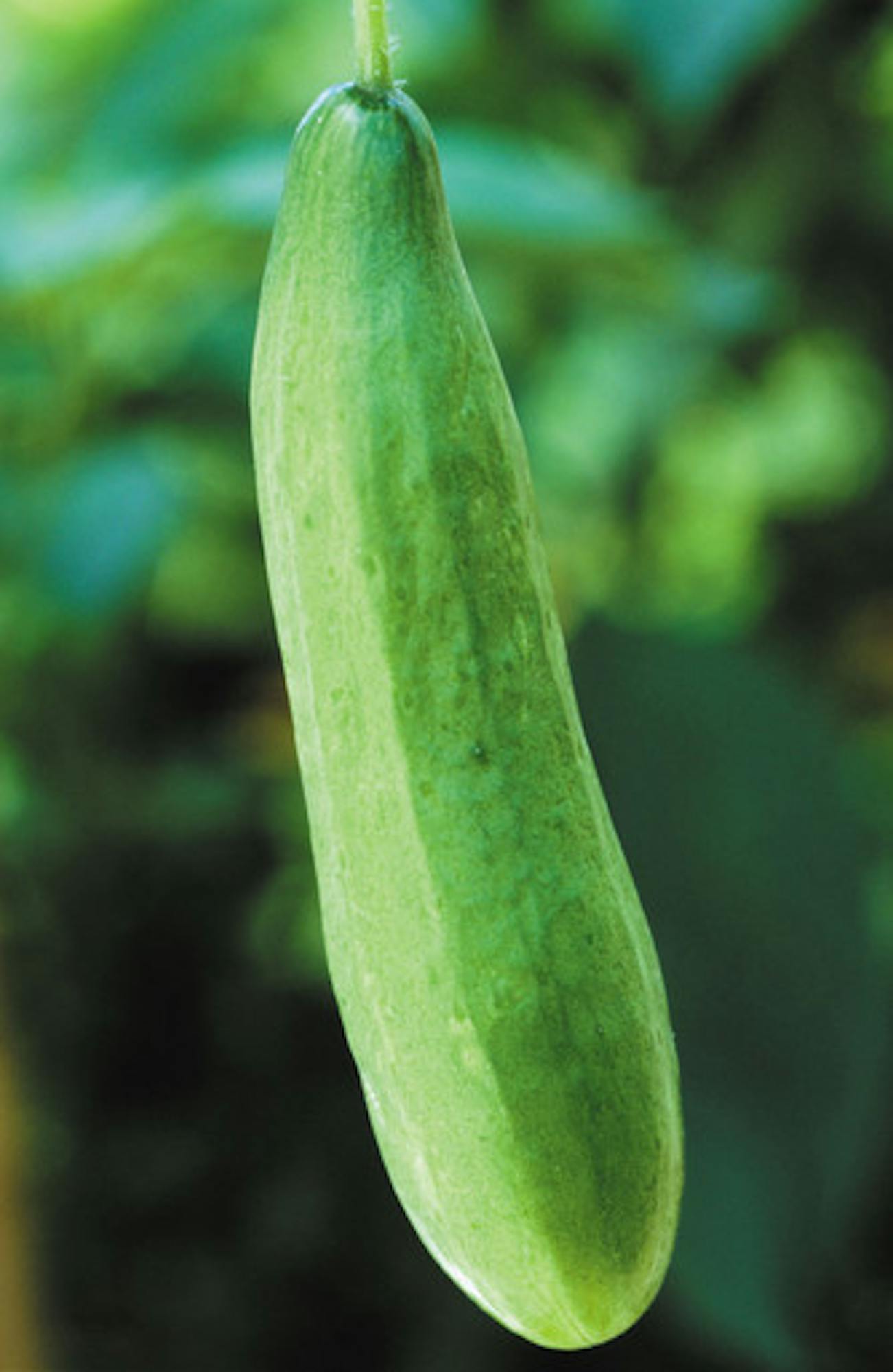 Cucumber 'La Diva'