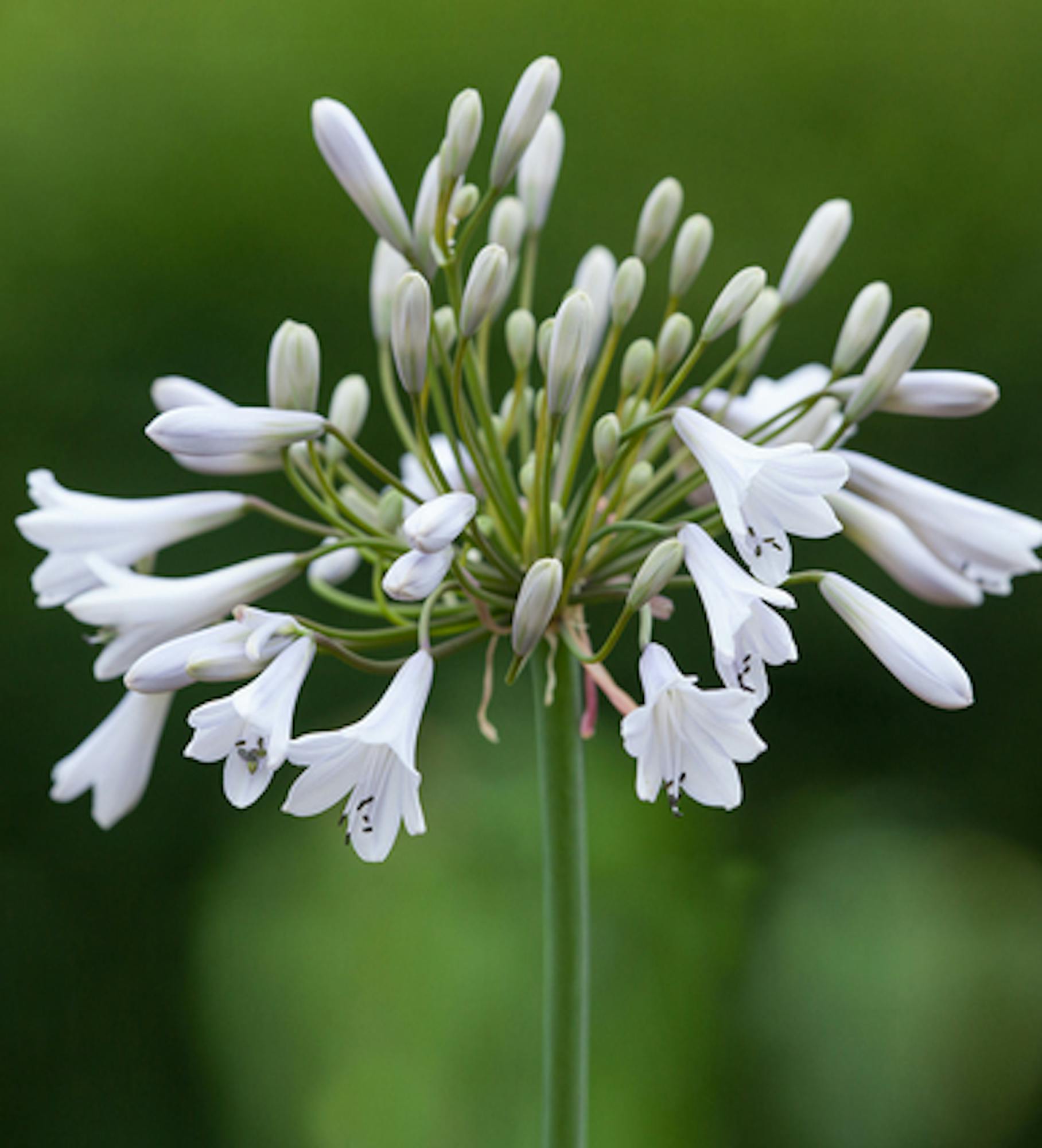 Agapanthus 'Windsor Grey'