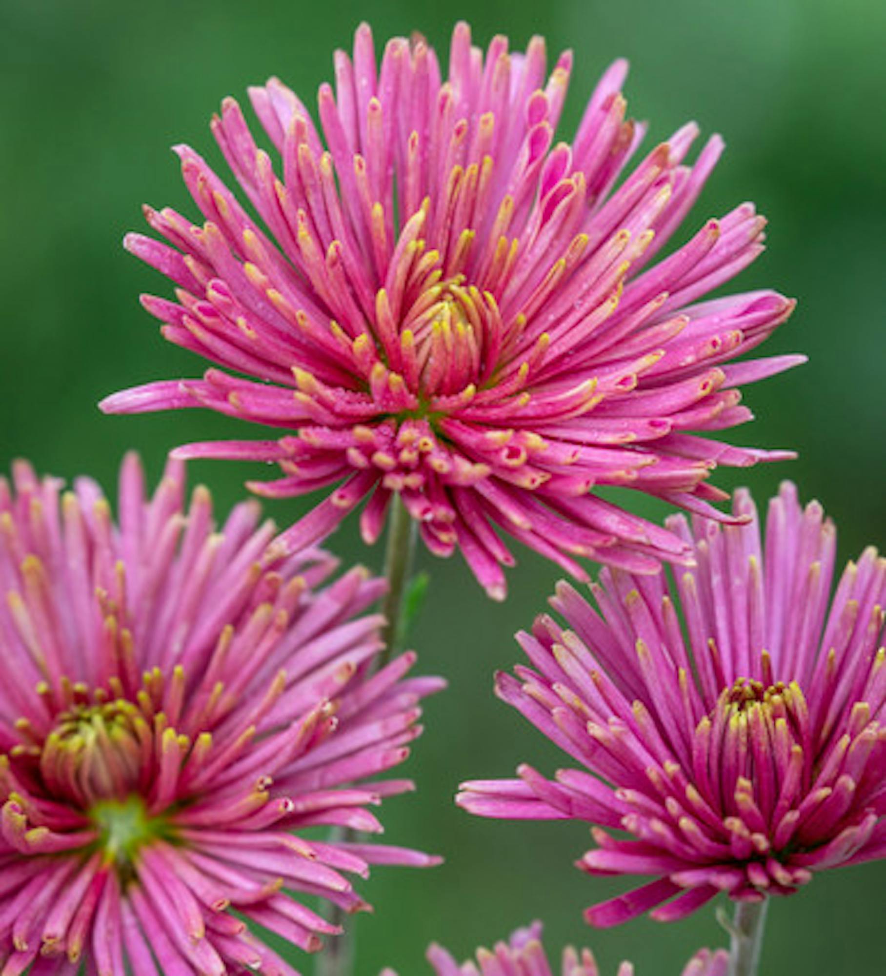 Chrysanthemum 'Tula Purple'