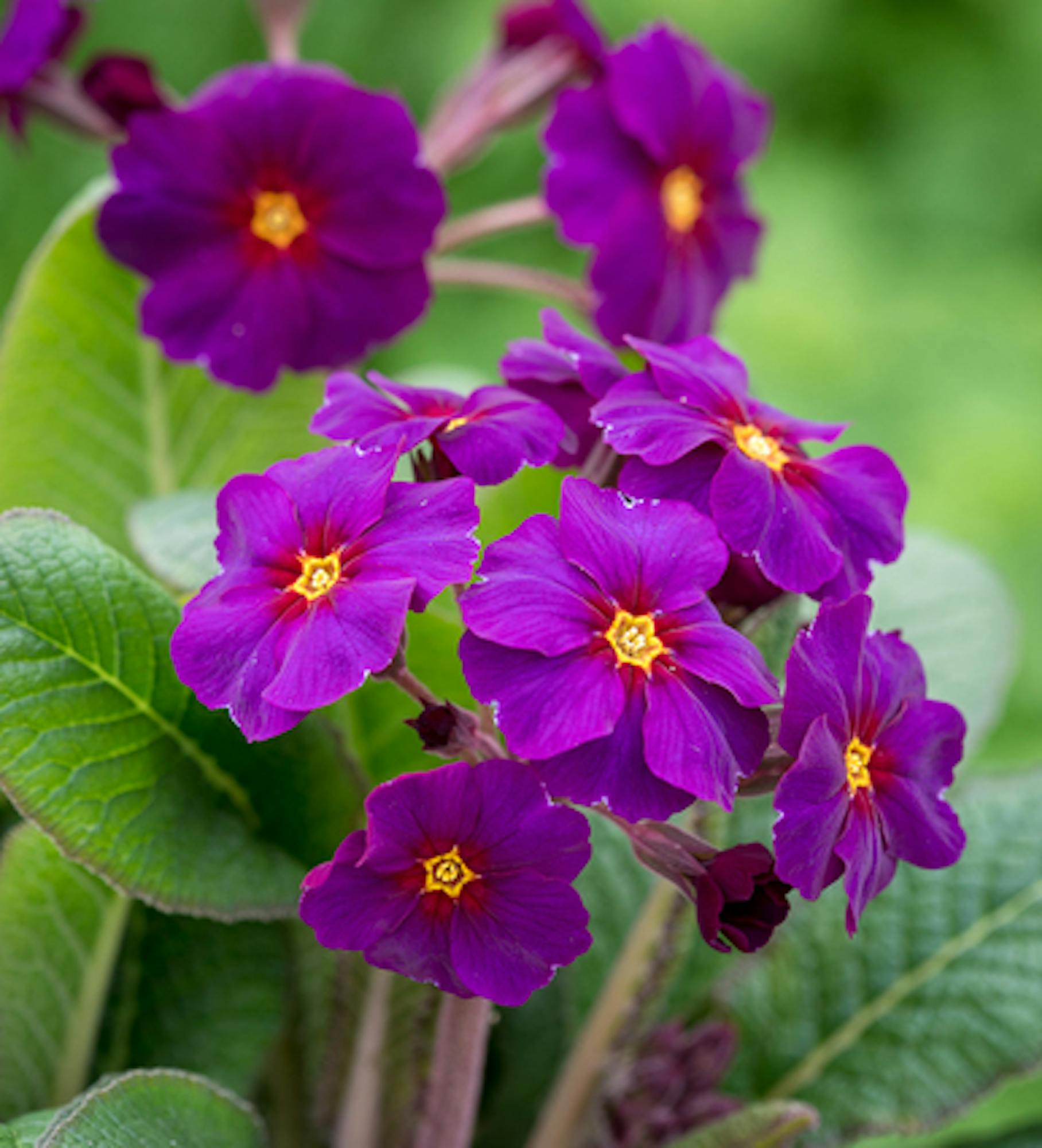 Polyanthus 'Stella Neon Violet' F1