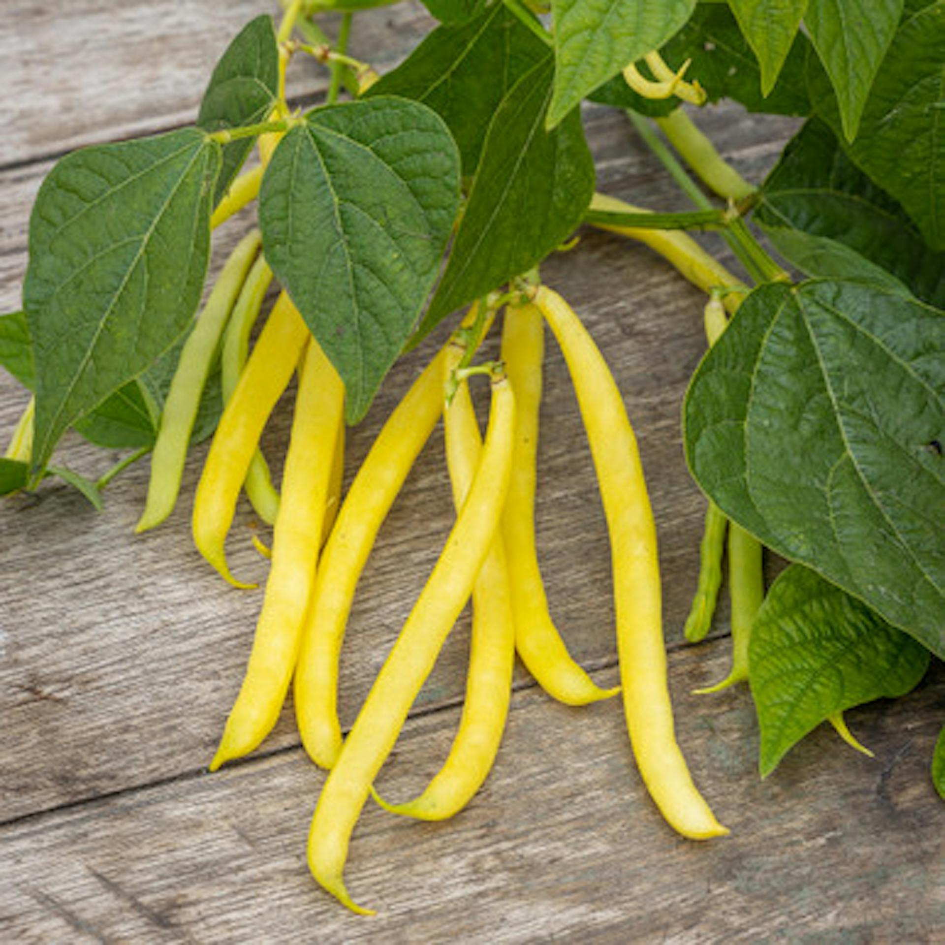 Climbing French Bean 'Monte Gusto'