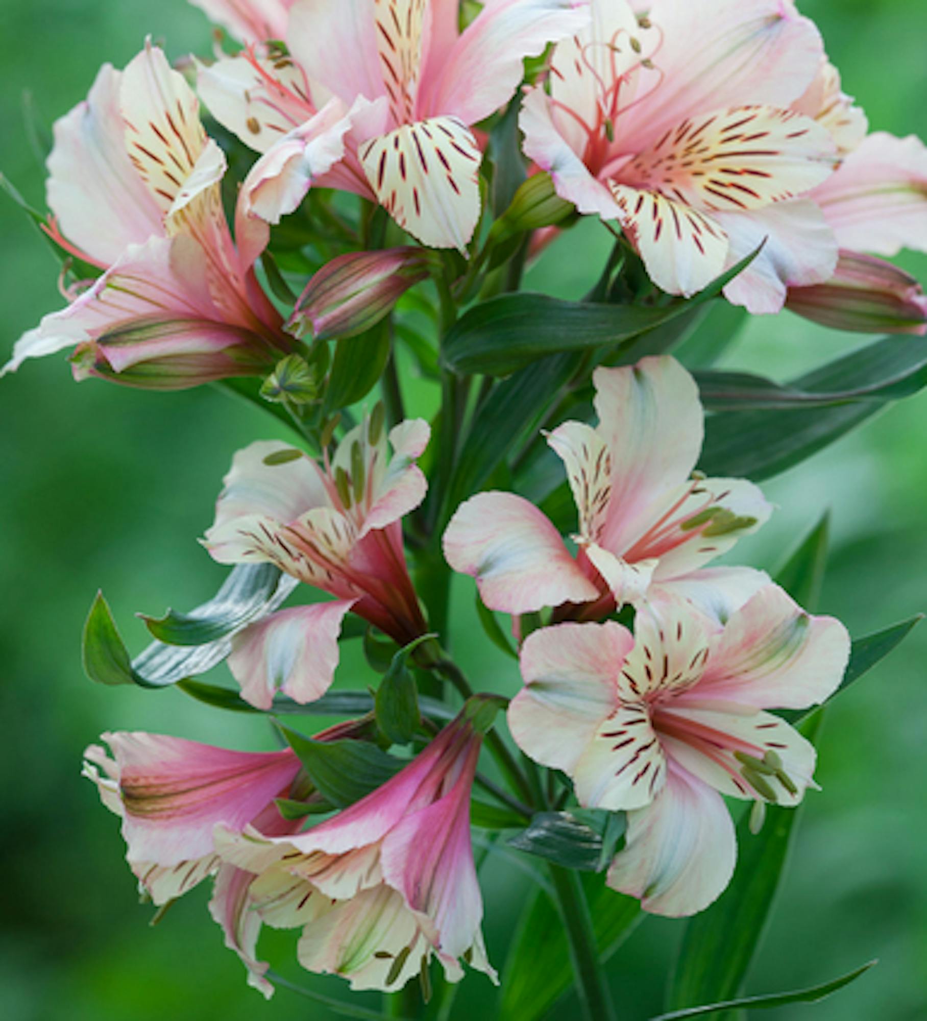 Alstroemeria 'Peaches and Cream'