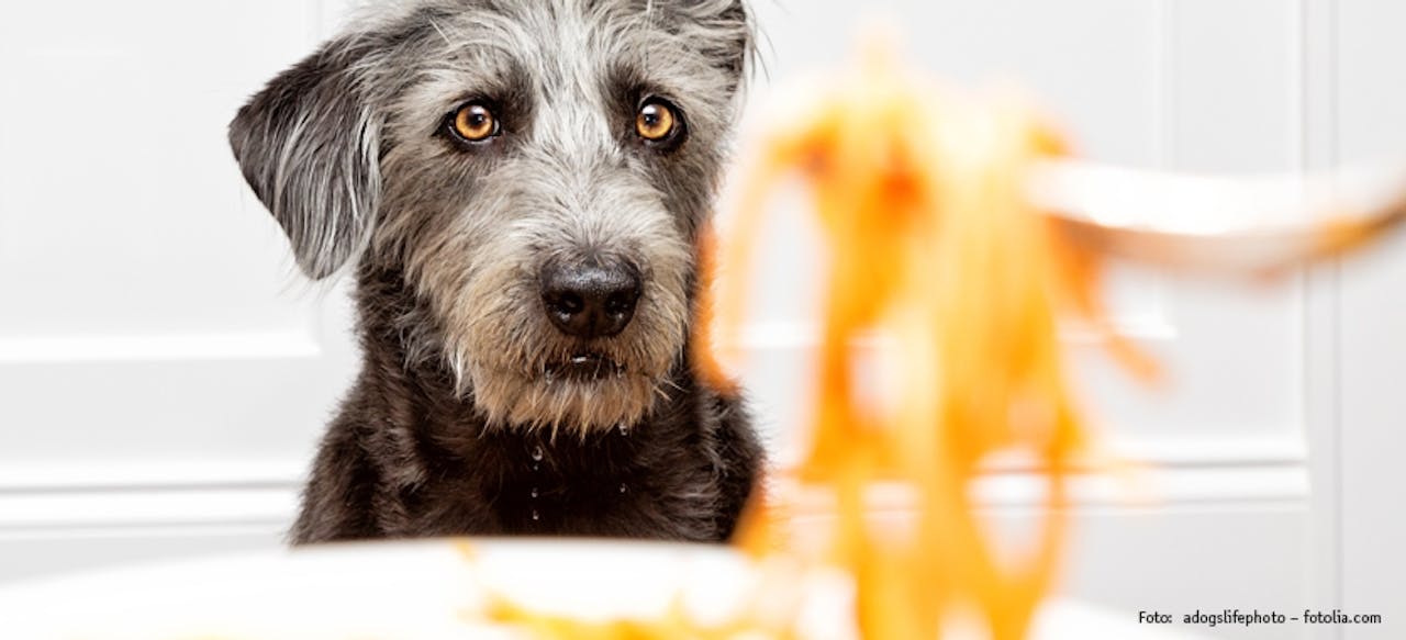 Hunden das Betteln abgewöhnen Tierische Tipps von DAS FUTTERHAUS