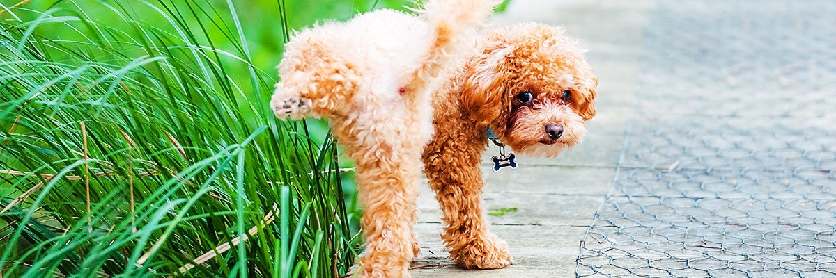 Markierverhalten von Hunden pets Premium