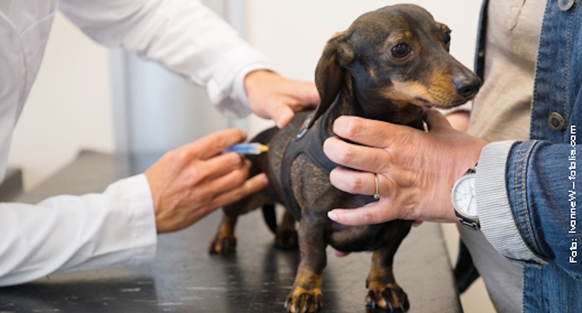 Diabetes bei Hunden Tierische Tipps von DAS FUTTERHAUS