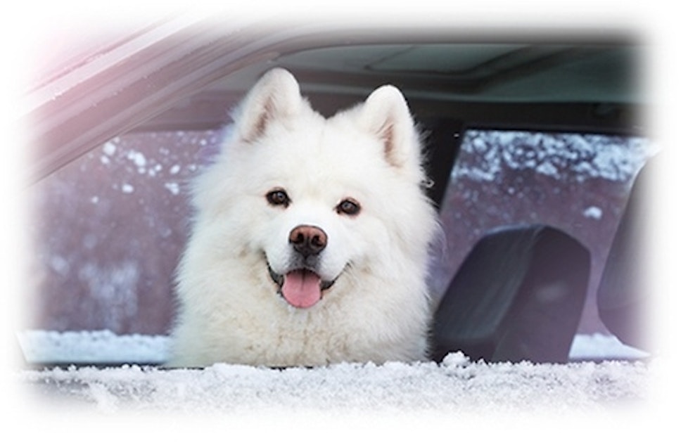 Kann Ich Meinen Hund Im Winter Im Auto Lassen Pets Premium