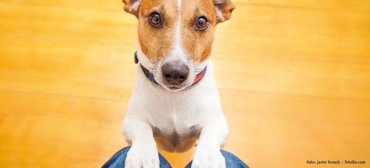 Wenn der Hund Aufmerksamkeit fordert DAS FUTTERHAUS