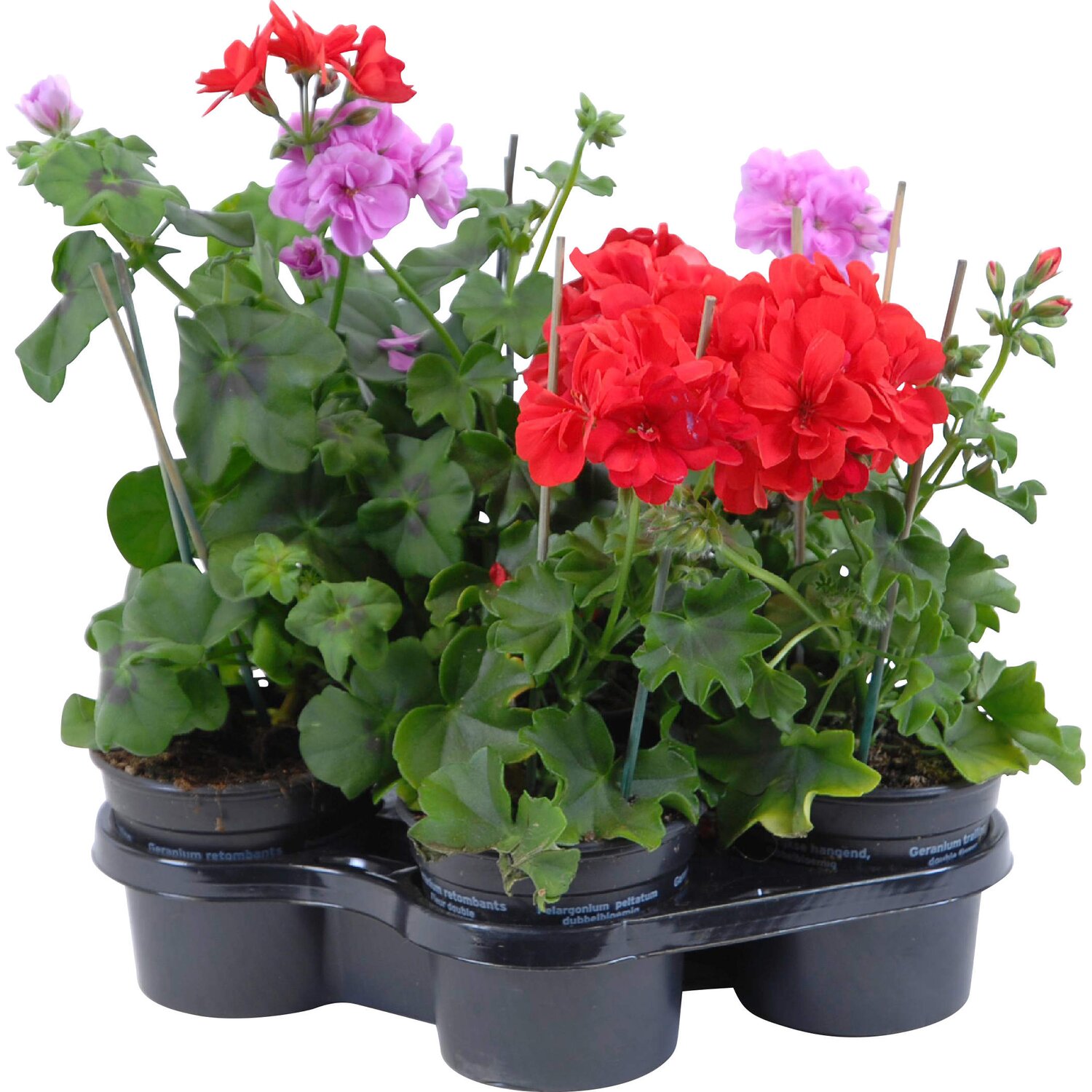 Obi Vse Pro Byt Dum Stavbu A Zahradu