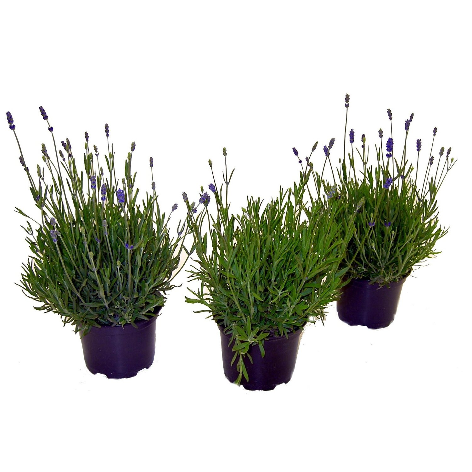 Obi Vse Pro Byt Dum Stavbu A Zahradu