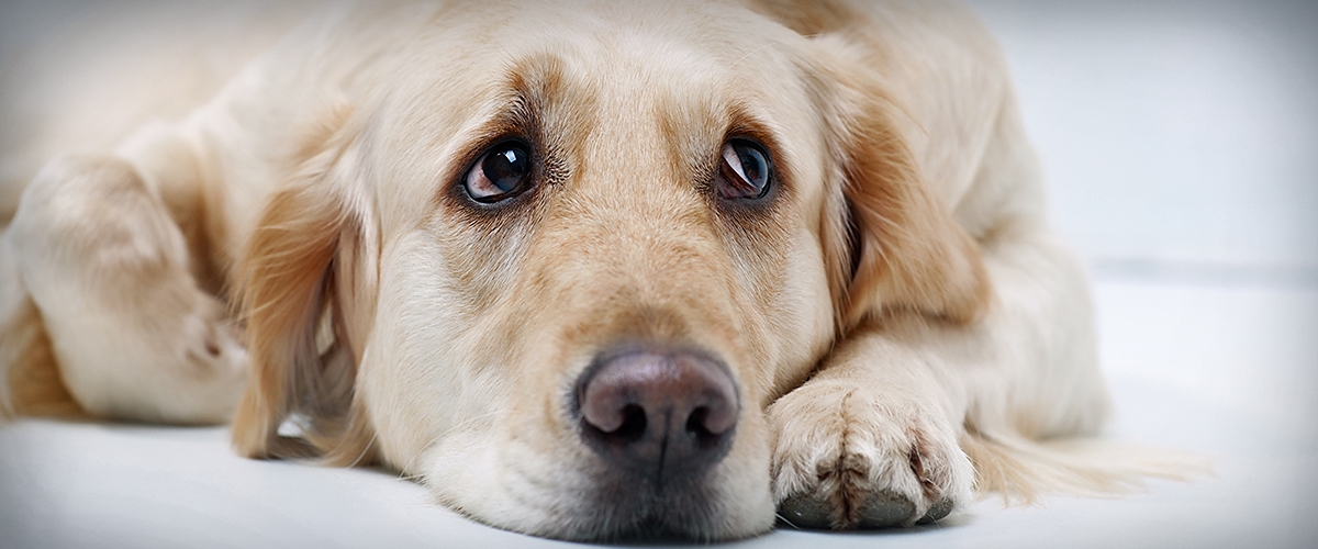 Blähungen beim Hund und ihre Ursachen pets Premium