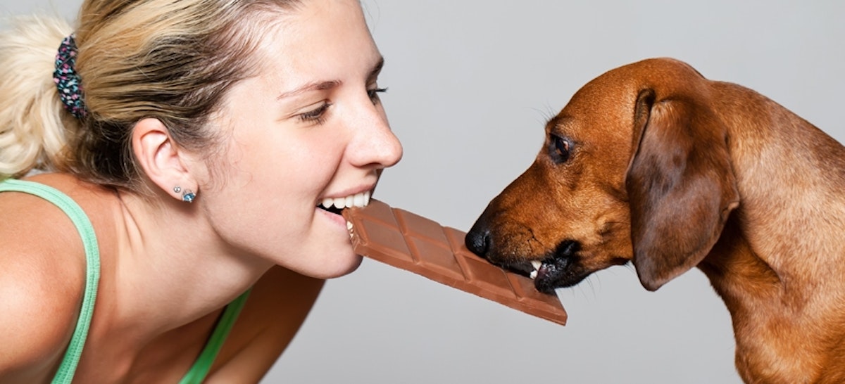 Keine Schokolade für den Hund DAS FUTTERHAUS