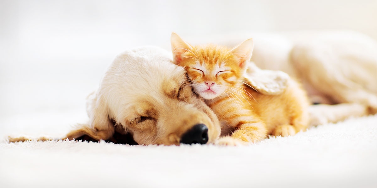 Der Schlaf von Hund und Katze pets Premium